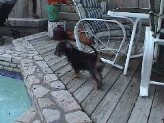 BuddyBoy with original bad haircut 5.jpg